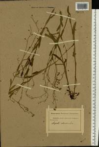 Myosotis arvensis (L.) Hill, Eastern Europe, Rostov Oblast (E12a) (Russia)