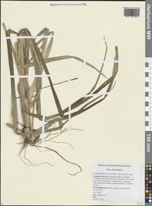 Carex utriculata Boott, Siberia, Russian Far East (S6) (Russia)