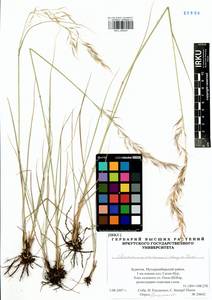 Achnatherum sibiricum (L.) Keng ex Tzvelev, Siberia, Baikal & Transbaikal region (S4) (Russia)