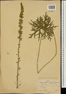 Aconitum barbatum Patrin ex Pers., Mongolia (MONG) (Mongolia)