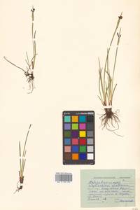 Sisyrinchium montanum Greene, Siberia, Russian Far East (S6) (Russia)