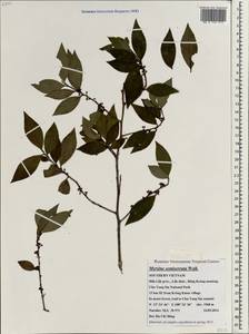 Myrsine semiserrata Wall., South Asia, South Asia (Asia outside ex-Soviet states and Mongolia) (ASIA) (Vietnam)