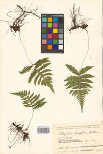 Phegopteris connectilis (Michx.) Watt, Siberia, Chukotka & Kamchatka (S7) (Russia)