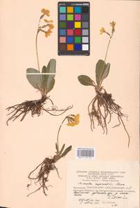 Primula ruprechtii Kusnezowa ex Lipsky, Caucasus, Krasnodar Krai & Adygea (K1a) (Russia)