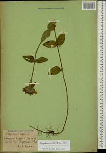 Clinopodium vulgare L., Caucasus, Azerbaijan (K6) (Azerbaijan)