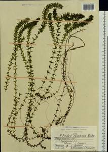 Elodea canadensis Michx., Eastern Europe, Central region (E4) (Russia)