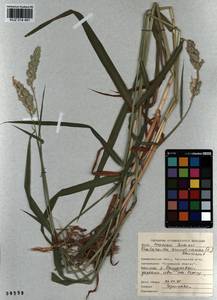 Phalaris arundinacea L., Siberia, Altai & Sayany Mountains (S2) (Russia)