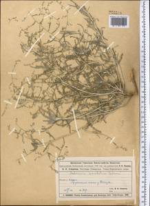 Artemisia santolina Schrenk, Middle Asia, Muyunkumy, Balkhash & Betpak-Dala (M9) (Kazakhstan)