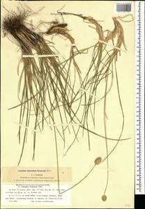 Sesleria phleoides Steven ex Roem. & Schult., Caucasus, Armenia (K5) (Armenia)