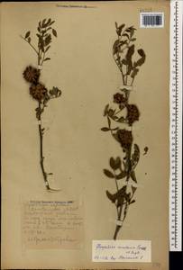 Glycyrrhiza echinata L., Caucasus, Dagestan (K2) (Russia)