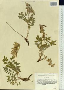 Hedysarum consanguineum DC., Siberia, Altai & Sayany Mountains (S2) (Russia)