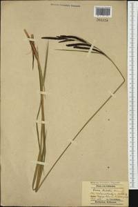 Carex buekii Wimm., Western Europe (EUR) (Poland)