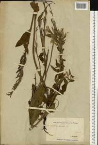 Oenothera biennis L., Eastern Europe, Estonia (E2c) (Estonia)