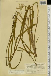 Hemerocallis lilioasphodelus L., Siberia, Russian Far East (S6) (Russia)