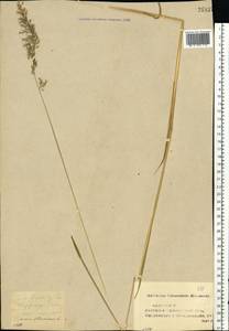 Trisetum flavescens (L.) P.Beauv., Eastern Europe, Middle Volga region (E8) (Russia)