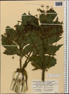 Xanthogalum tatianae (Bordz.) Schischk., Caucasus, North Ossetia, Ingushetia & Chechnya (K1c) (Russia)