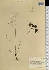 Micranthes nelsoniana subsp. aestivalis (Fisch. & C. A. Mey.) Elven & D. F. Murray, Siberia, Russian Far East (S6) (Russia)