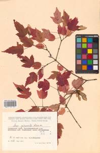Acer tataricum subsp. ginnala (Maxim.) Wesm., Siberia, Russian Far East (S6) (Russia)