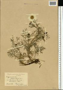 Tripleurospermum maritimum (L.) Koch, Eastern Europe, Northern region (E1) (Russia)