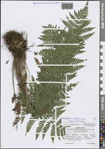Dryopteris carthusiana (Vill.) H.P.Fuchs, Eastern Europe, Middle Volga region (E8) (Russia)