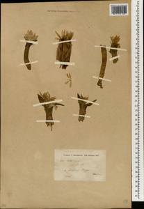 Colchicum, South Asia, South Asia (Asia outside ex-Soviet states and Mongolia) (ASIA) (Syria)