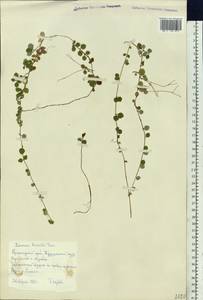 Linnaea borealis L., Siberia, Central Siberia (S3) (Russia)
