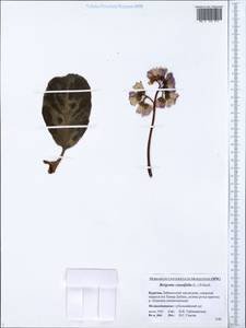 Bergenia crassifolia (L.) Fritsch, Siberia, Baikal & Transbaikal region (S4) (Russia)