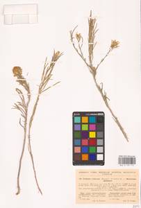 Erysimum quadrangulum Desf., Eastern Europe, North Ukrainian region (E11) (Ukraine)