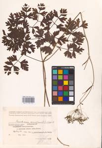 Oreoselinum nigrum Delarbre, Eastern Europe, Western region (E3) (Russia)