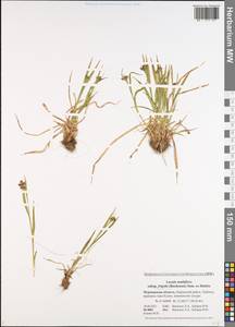 Luzula multiflora subsp. frigida (Buch.) V.I. Krecz., Eastern Europe, Northern region (E1) (Russia)