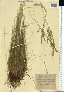 Festuca rubra L., Eastern Europe, North Ukrainian region (E11) (Ukraine)