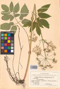 Aegopodium podagraria L., Eastern Europe, Moscow region (E4a) (Russia)
