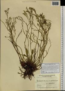 Limonium caspium (Willd.) Gams, Eastern Europe, Eastern region (E10) (Russia)
