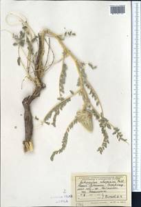 Astragalus alopecias Pall., Middle Asia, Pamir & Pamiro-Alai (M2) (Uzbekistan)