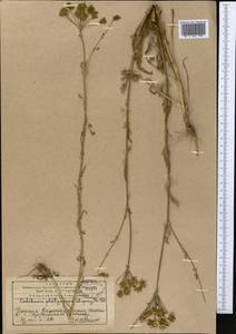 Oedibasis platycarpa (Lipsky) Koso-Pol., Middle Asia, Western Tian Shan & Karatau (M3) (Kazakhstan)
