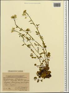 Cardamine uliginosa M.Bieb., Caucasus, Georgia (K4) (Georgia)