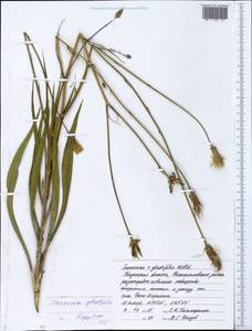 Scorzonera glastifolia Willd., Eastern Europe, Middle Volga region (E8) (Russia)
