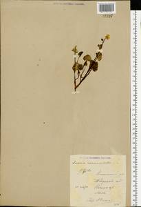 Ficaria verna Huds., Eastern Europe, North-Western region (E2) (Russia)