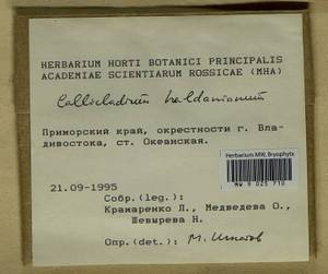 Callicladium haldaneanum (Grev.) H.A. Crum, Bryophytes, Bryophytes - Russian Far East (excl. Chukotka & Kamchatka) (B20) (Russia)