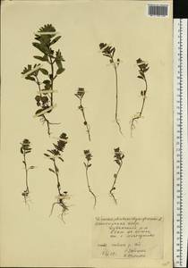 Dracocephalum thymiflorum L., Eastern Europe, Eastern region (E10) (Russia)