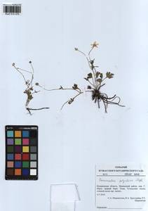 Ranunculus demissus DC., Siberia, Altai & Sayany Mountains (S2) (Russia)