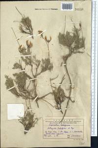 Astragalus falcigerus Popov, Middle Asia, Western Tian Shan & Karatau (M3) (Kazakhstan)
