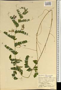 Vicia japonica A.Gray, Mongolia (MONG) (Mongolia)
