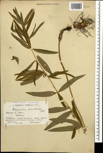 Polygonatum verticillatum (L.) All., Caucasus, Armenia (K5) (Armenia)