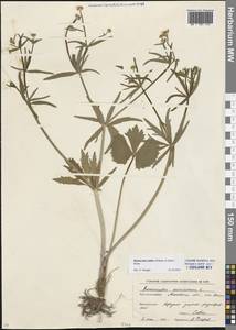 Ranunculus fallax (Wimm. & Grab.) Sloboda, Eastern Europe, Moscow region (E4a) (Russia)