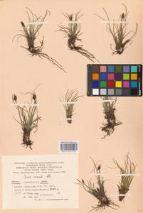 Carex curvula All., Eastern Europe, West Ukrainian region (E13) (Ukraine)