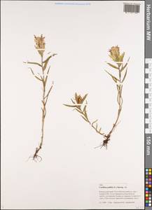Castilleja pallida (L.) Kunth, Siberia, Chukotka & Kamchatka (S7) (Russia)