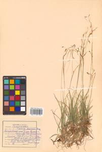 Carex capillaris L., Siberia, Russian Far East (S6) (Russia)