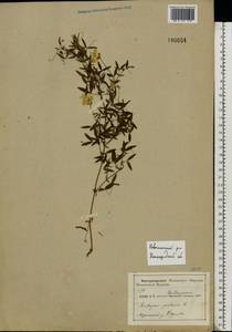Lathyrus pratensis L., Eastern Europe, Volga-Kama region (E7) (Russia)