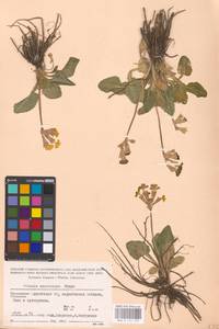 Primula veris subsp. macrocalyx (Bunge) Lüdi, Caucasus, Krasnodar Krai & Adygea (K1a) (Russia)